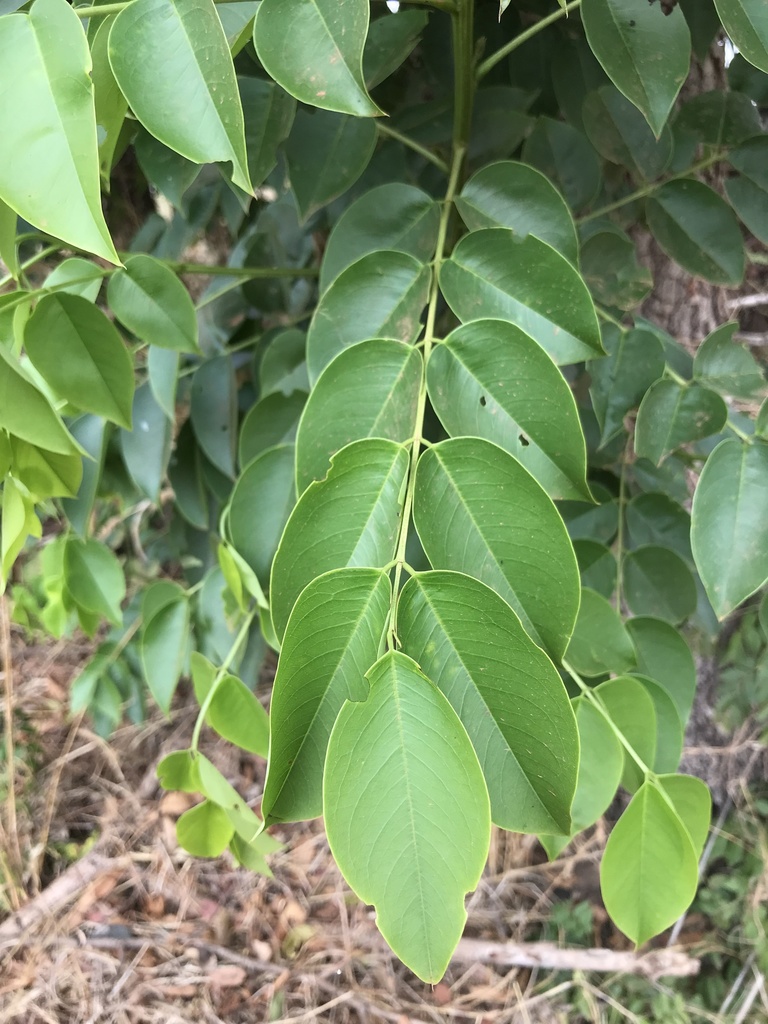 Senna garrettiana