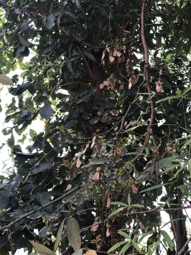Pterolobium macropterum