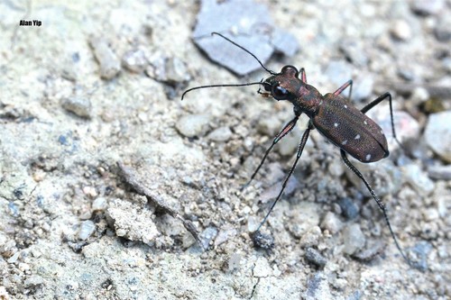 Cylindera fallaciosa