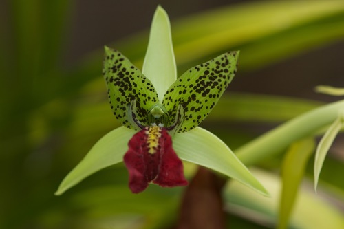 Cymbidiella pardalina