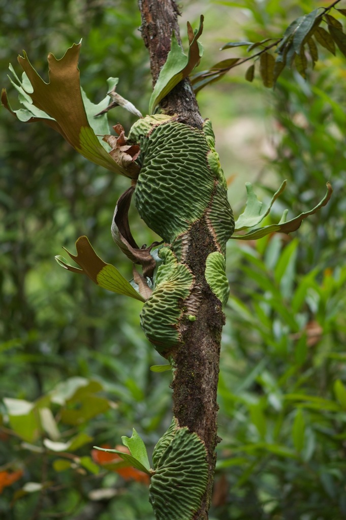 Platycerium madagascariense · iNaturalist