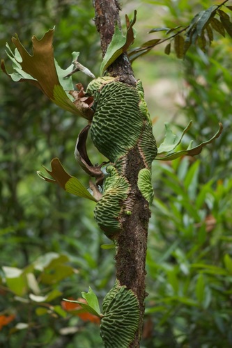 Platycerium madagascariense · iNaturalist