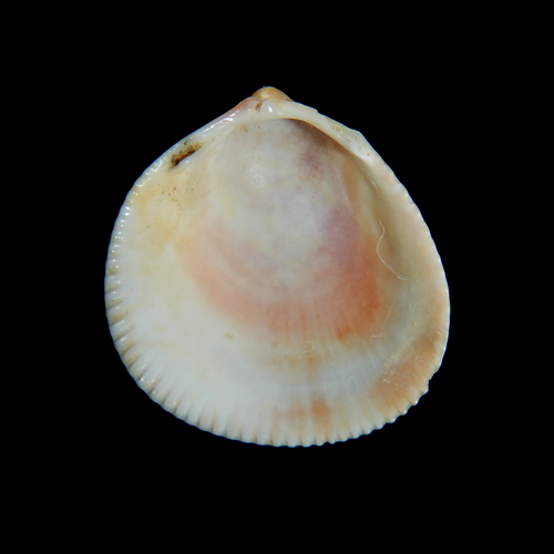 Norwegian Egg Cockle