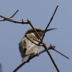 Merops persicus image