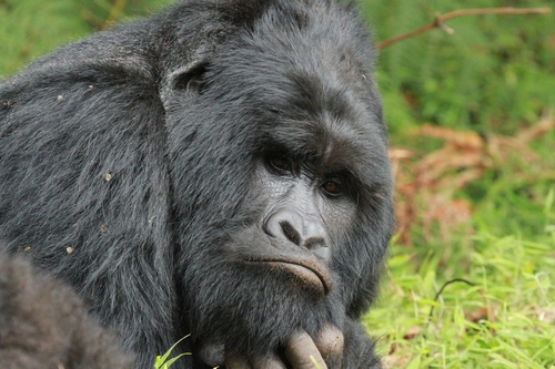 Gorilla beringei