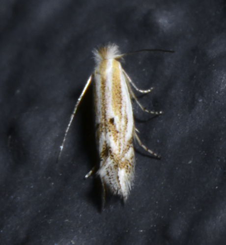Bucculatrix staintonella