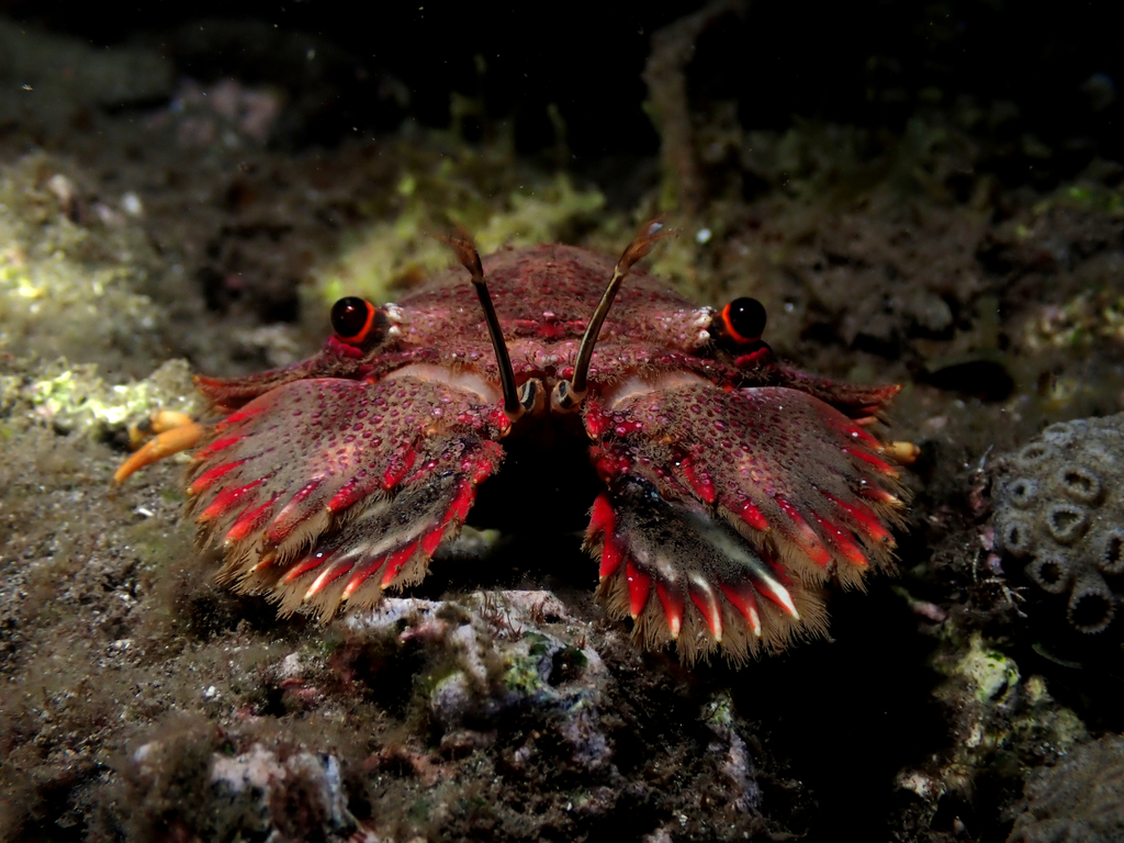 Crustaceans - Photo (c) vetea_liao, all rights reserved