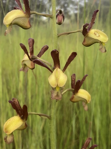Vlei Harlequin