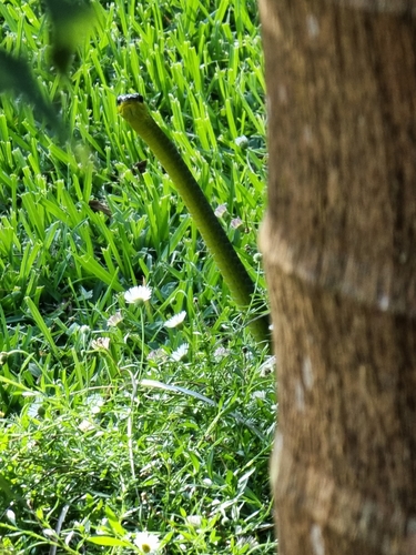 Common Tree Snake sighting