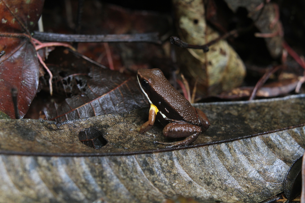 Allobates myersi desde Mitú, Provinz Vaupés, Kolumbien el 10 de febrero