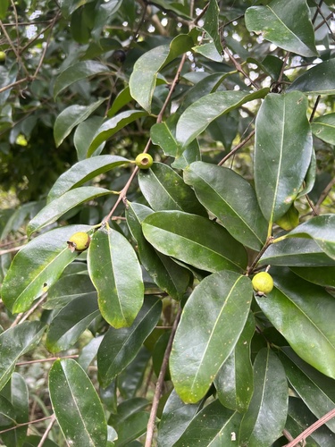 Eugenia domingensis