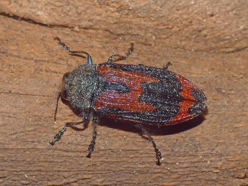 Castiarina rudis · iNaturalist