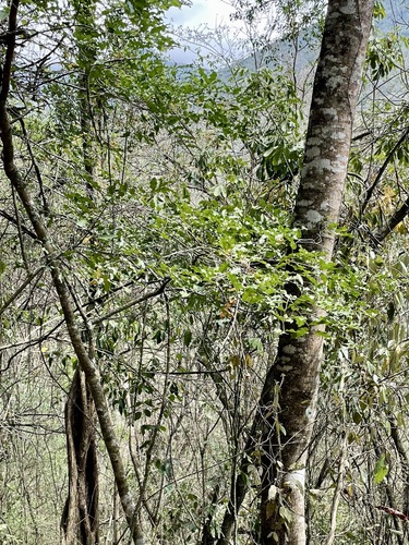 Myroxylon balsamum - Leaves