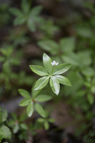 Three-flower bedstraw (Galium trifloriforme)