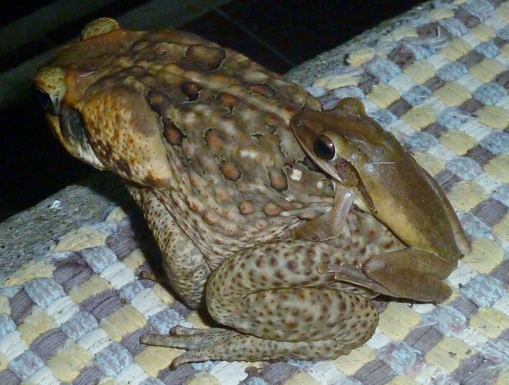 Common Southeast Asian Tree Frog from Abra de Ilog, Occidental Mindoro ...