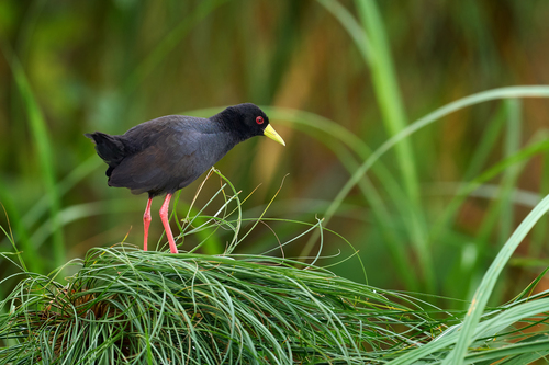 Black Crake