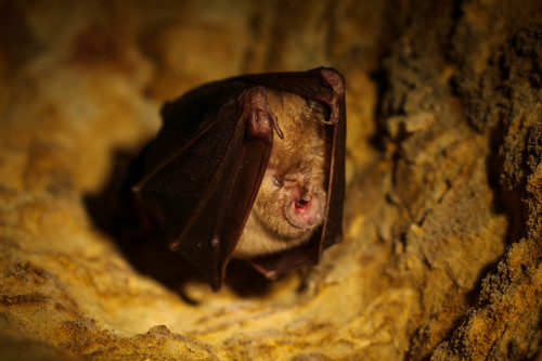 Greater Horseshoe Bat