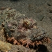 Tassled Scorpionfish - Photo (c) Louisa Dassow, all rights reserved, uploaded by Louisa Dassow