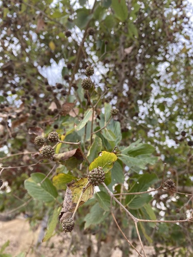 Mitragyna hirsuta