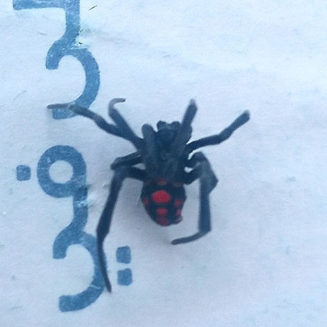European Black Widow