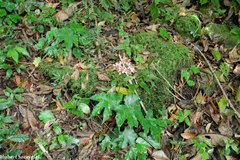 Image of Begonia fortunensis