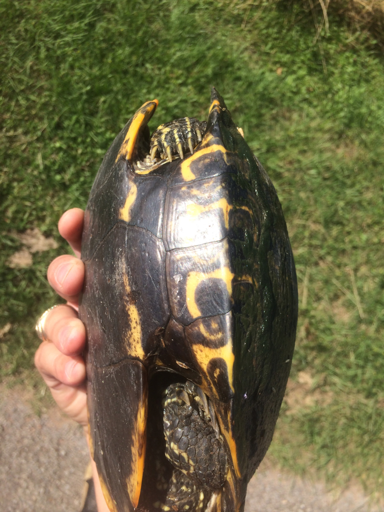 Pond Slider from Waller County, US-TX, US on May 03, 2015 at 10:01 AM ...