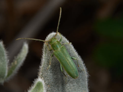 Phytoecia malachitica thumbnail
