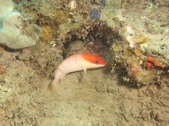 Grouper