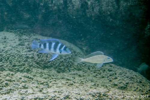 Neolamprologus tretocephalus