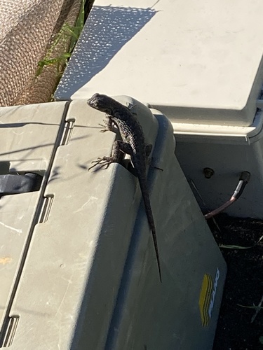 iNaturalist observation photo of Western Fence Lizard