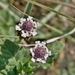 Phyla nodiflora reptans - Photo (c) carlos mancilla, all rights reserved