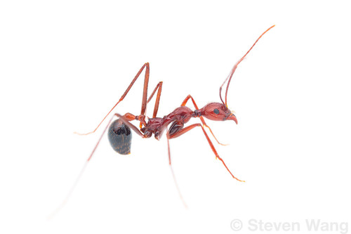 Aphaenogaster swammerdamiAphaenogaster swammerdami