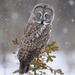 Great Gray Owl - Photo (c) perca31, all rights reserved