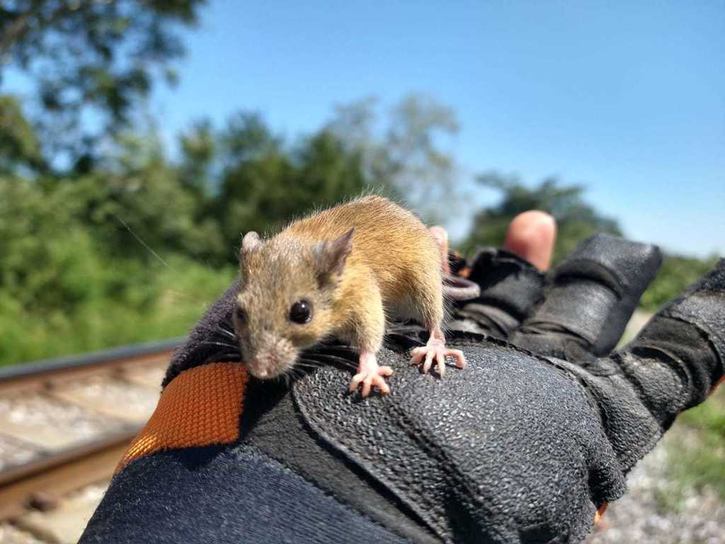 Coues' Rice Rat from Acayucan, Ver., México on February 16, 2022 at 11: ...