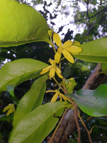 Hubera nitidissima (Dunal) Chaowasku