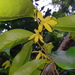Huberantha nitidissima - Photo (c) David Tng, כל הזכויות שמורות, הועלה על ידי David Tng