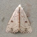 Deadwood Borer Moth - Photo (c) Michael King, all rights reserved, uploaded by Michael King
