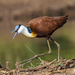 African Jacana - Photo (c) Asrat Ayalew, all rights reserved, uploaded by Asrat Ayalew