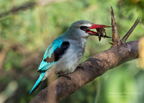 Woodland Kingfisher
