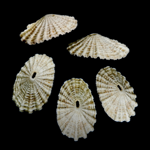 Common Keyhole Limpet