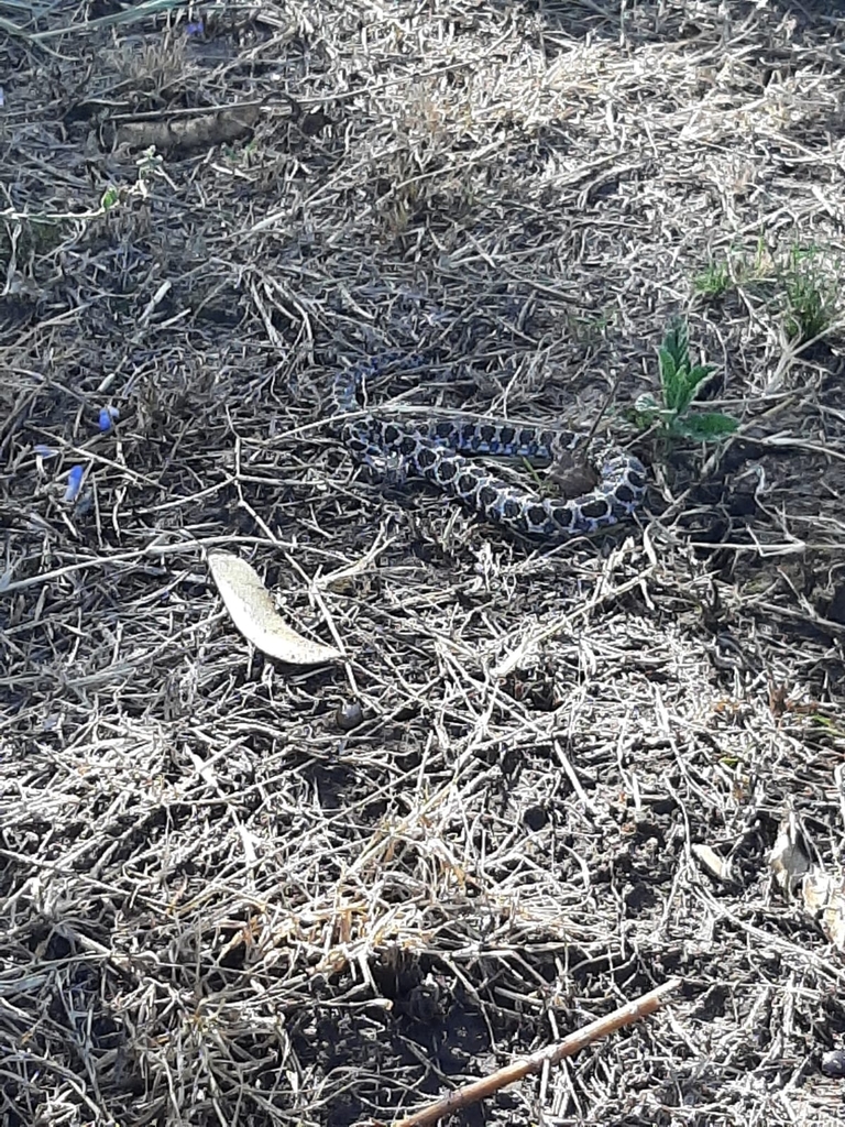 Ocellated Pampas Snake From Exaltación De La Cruz, Provincia De Buenos 