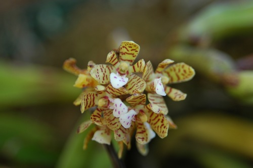 Acampe pachyglossa