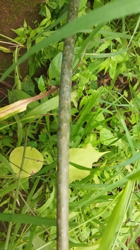 Taccarum ulei