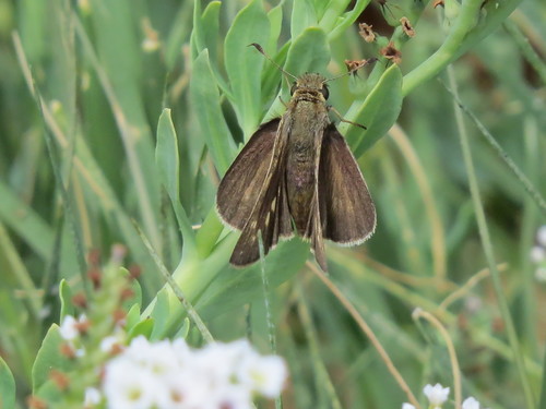 iNaturalist observation photo of Wandering Skipper