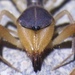 Ammotrechidae - Photo (c) Diego Barrales, όλα τα δικαιώματα διατηρούνται, uploaded by Diego Barrales