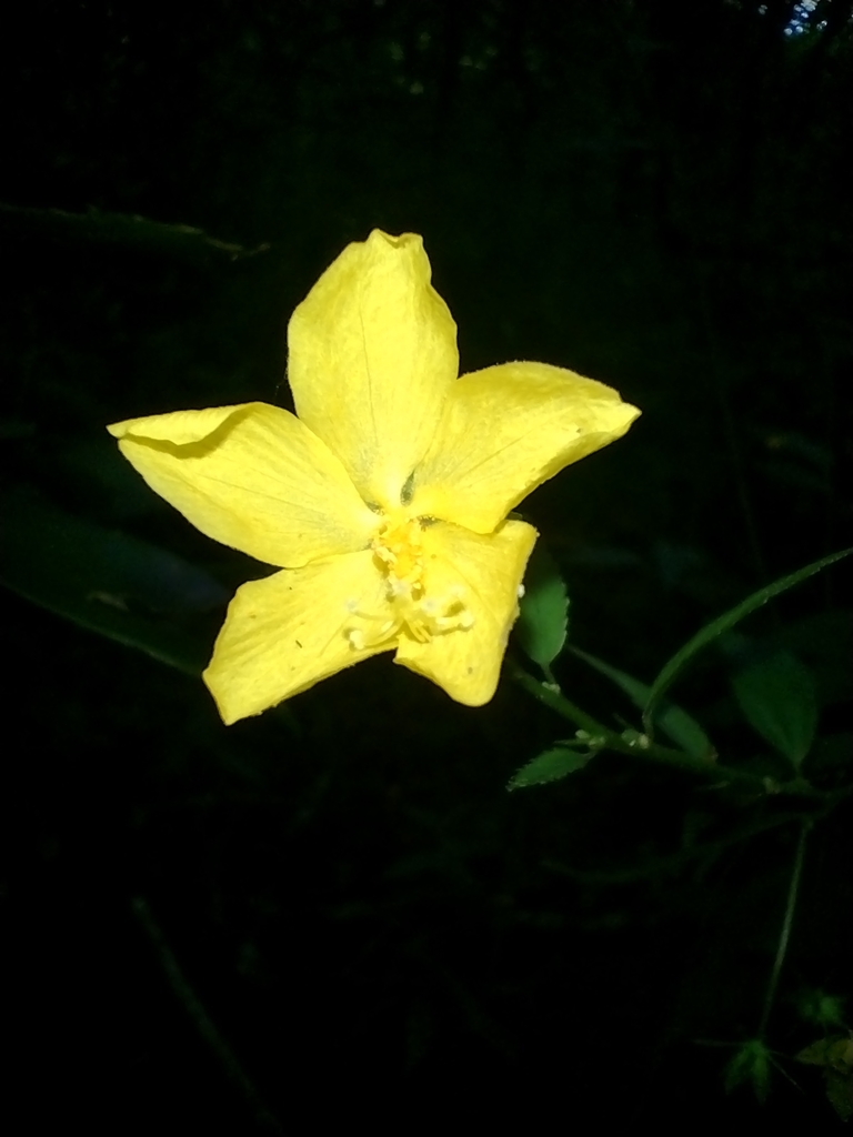 Shell Floreal shell flower from Quilombo on February 18, 2022 at 05:52 PM by ...