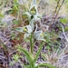 Chloraea magellanica - Photo (c) urs braendle, כל הזכויות שמורות, uploaded by urs braendle