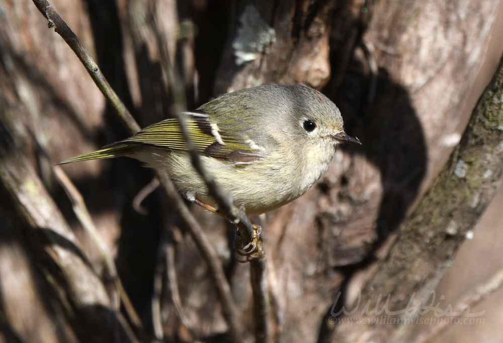 Ruby-crowned Kinglet