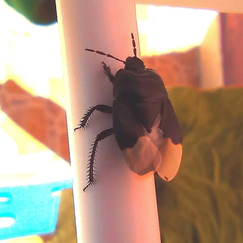 Black burrowing bug