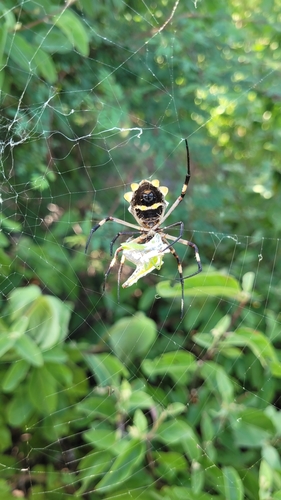Silver Garden Orbweaver